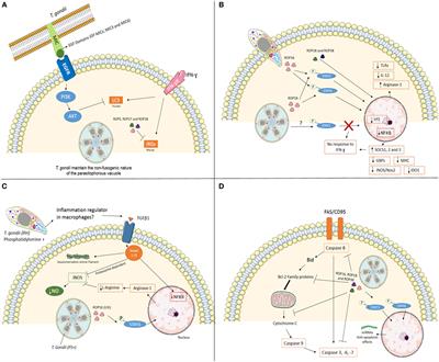 Host-Toxoplasma gondii Coadaptation Leads to Fine Tuning of the Immune Response